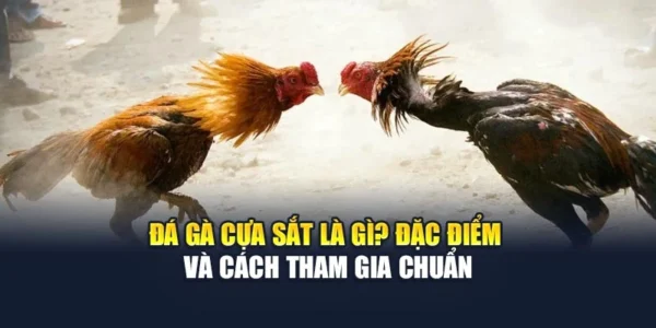 Đá Gà Cựa Sắt Là Gì? Đặc Điểm Và Cách Tham Gia Chuẩn