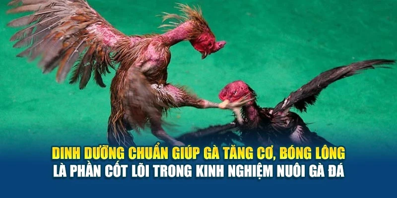Dinh dưỡng chuẩn giúp gà tăng cơ, bóng lông là phần cốt lõi trong kinh nghiệm nuôi gà đá