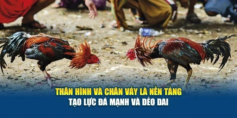 Thân hình và chân vảy là nền tảng tạo lực đá mạnh và dẻo dai