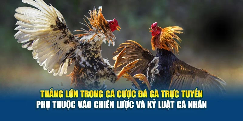 Thắng lớn trong cá cược đá gà trực tuyến phụ thuộc vào chiến lược và kỷ luật cá nhân